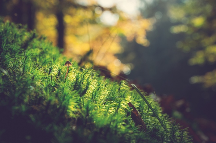 Mushroom on moss in a forest with bokeh