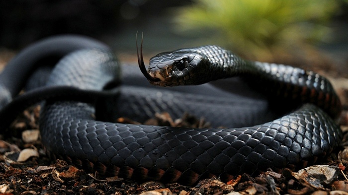 Black Mamba snake with tongue flicking