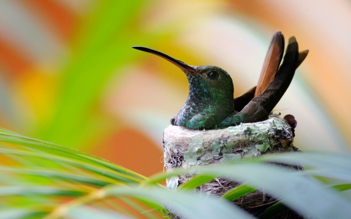 Hummingbird nesting in a nest with colorful background