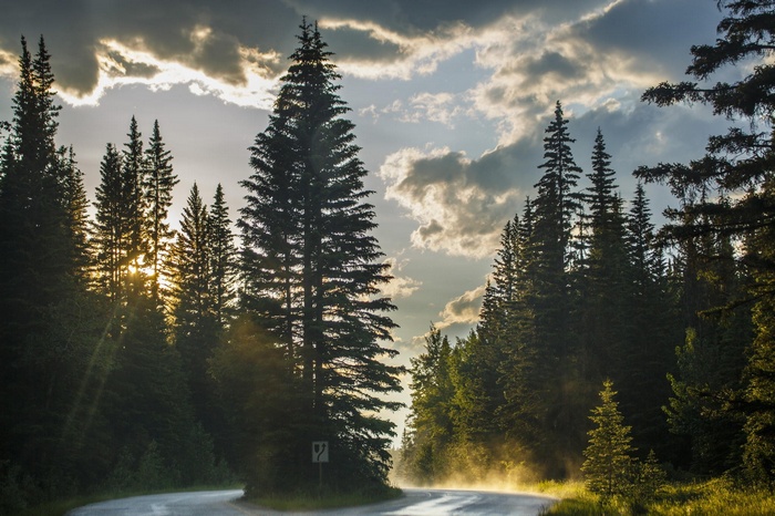Road through a forest at sunset with sun rays