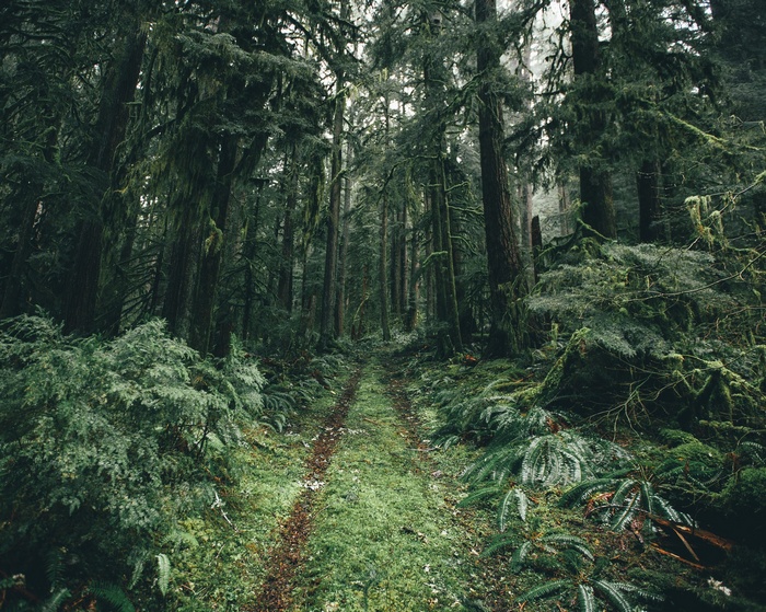 A path through a moss-covered forest