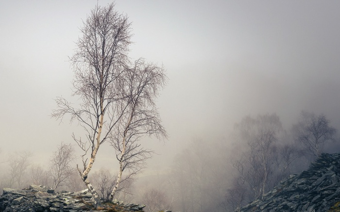Bare trees on rocky ground in fog