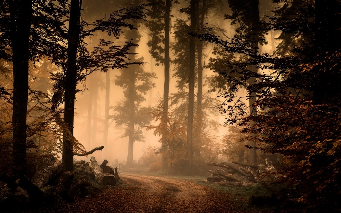 Misty forest path with fallen logs