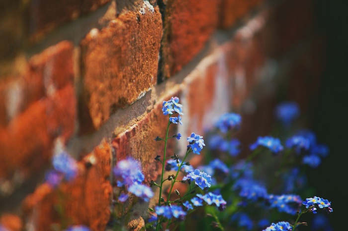 Blue forget-me-not flowers against a brick wall