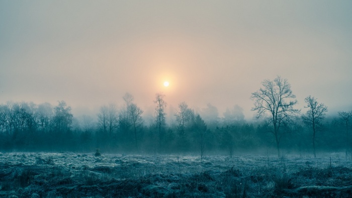 Sun rising over a misty forest landscape