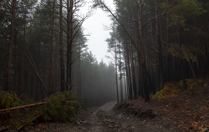 A foggy forest path with tall trees