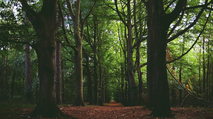 A path through a dense forest with tall trees