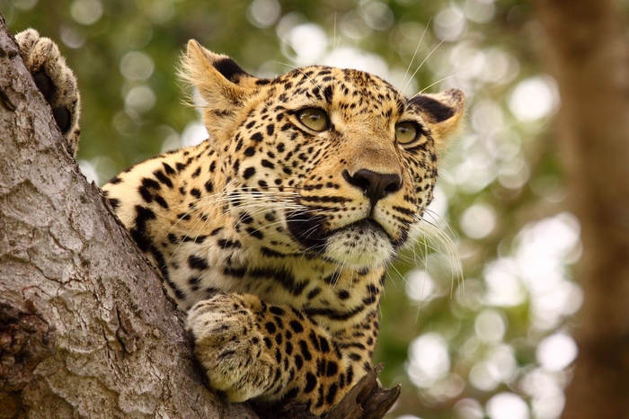 Leopard resting on a tree branch