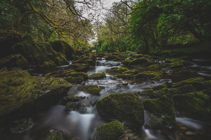 Mossy rocks in a forest river