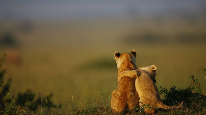 Two lion cubs hugging in a grassy field
