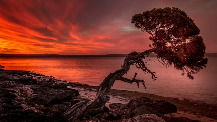 Bent tree on a rocky shore during a fiery sunset