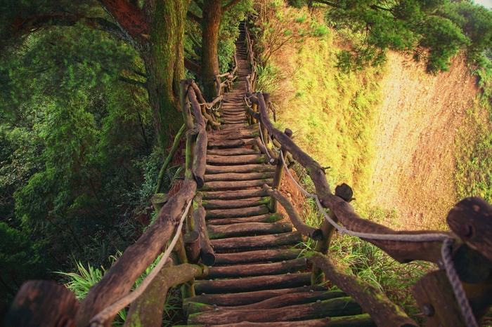 Wooden stairs in a green forest