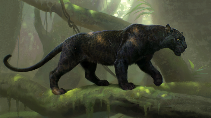 Black Panther walking on a mossy tree branch