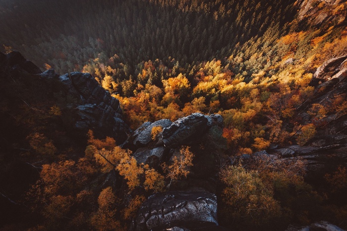 Aerial view of a forest in autumn colors