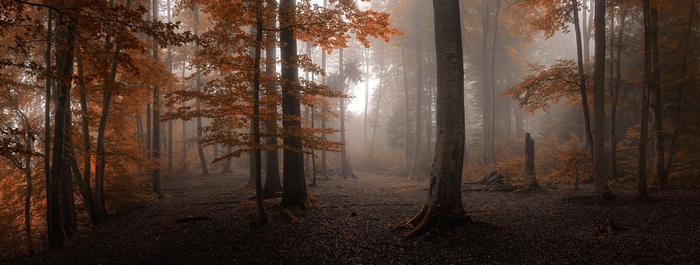 Autumn forest with orange leaves and fog