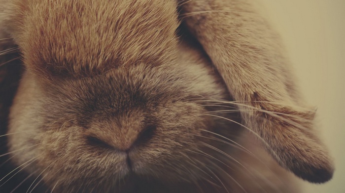 Close-up of a brown rabbit's face