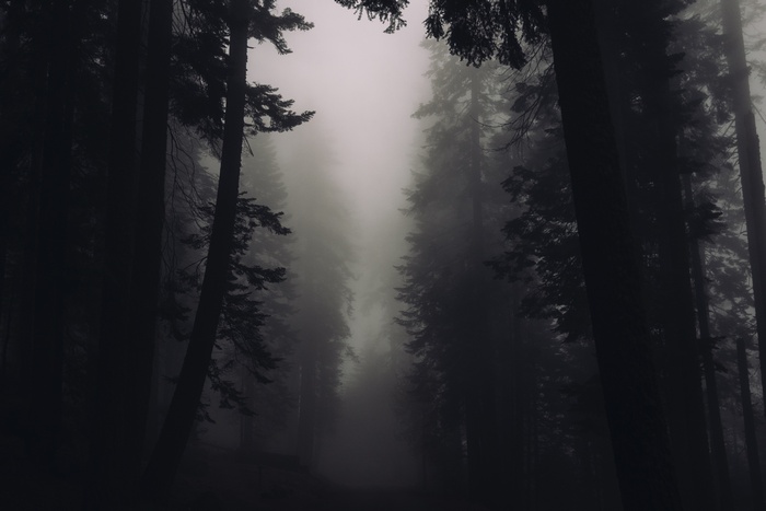 Dark misty forest with tall trees