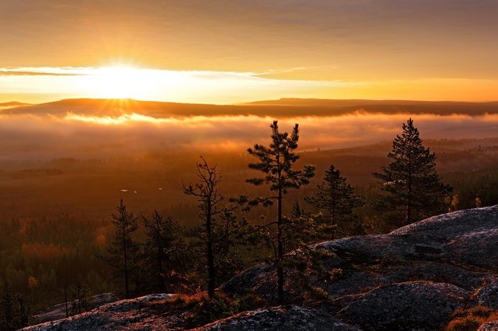Sunrise over misty forest with pine trees on rocks