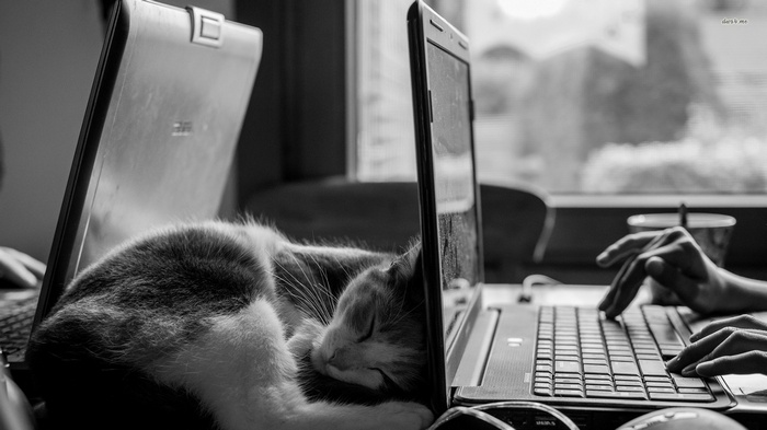 Cat sleeping on a laptop next to a person typing