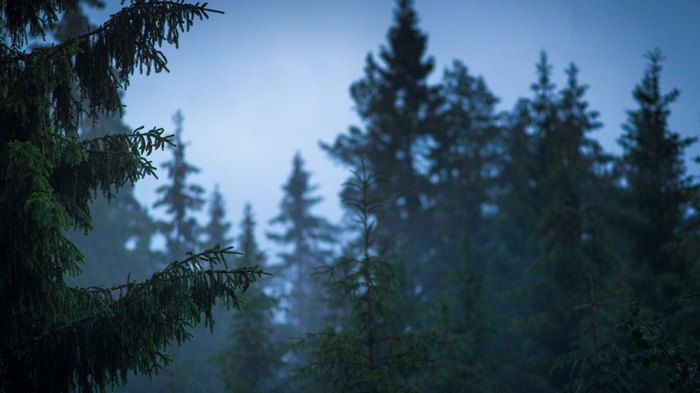 Misty forest with tall evergreen trees