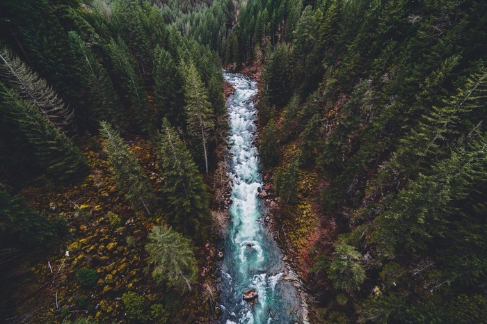 Aerial view of a river flowing through a dense forest