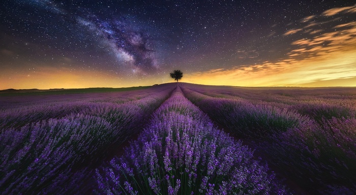 Lavender field under the Milky Way and starry night sky
