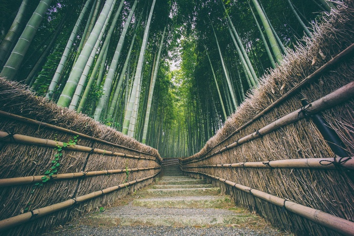 Bamboo forest path with stone stairs
