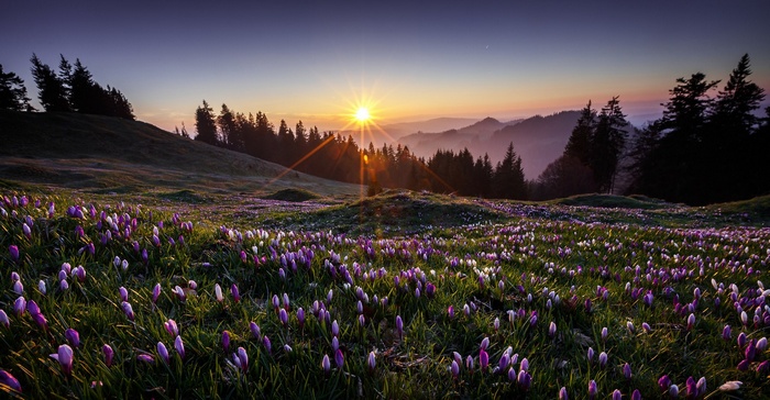 Sunset over a field of crocuses in the mountains