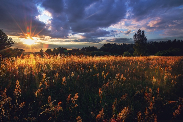 Sunset over a field of tall grass in Russia