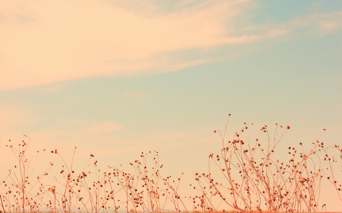 Dry plants against a pastel sky