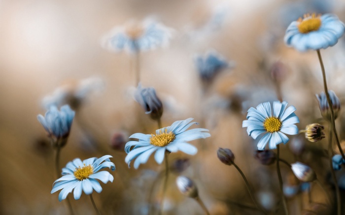 Close-up of light blue daisies with yellow centers