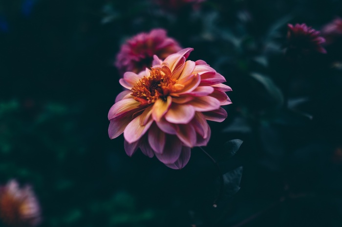 Close-up of a pink and orange dahlia flower