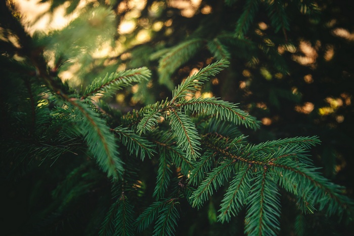 Close-up of green pine tree branches in sunlight