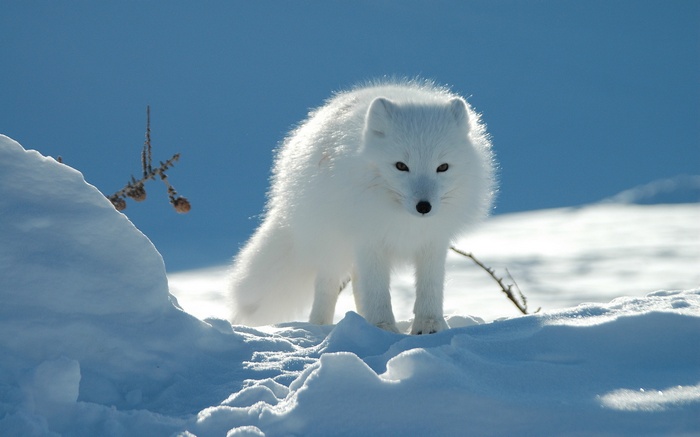 Arctic fox in the snow