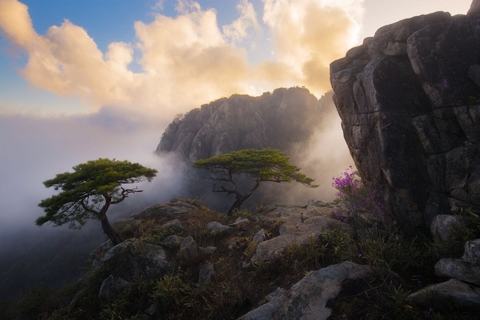 Misty Mountains with Pine Trees and Wildflowers in South Korea