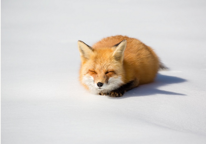 A red fox sleeping in the snow