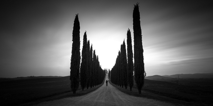 Monochrome landscape with a path and cypress trees