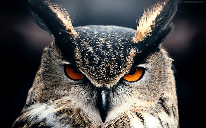 Close-up of a Great Horned Owl's face