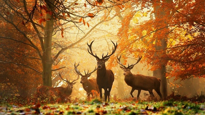 Four deer in an autumn forest with colorful leaves