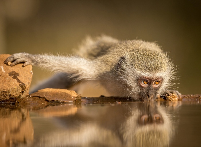 Monkey drinking water with reflection