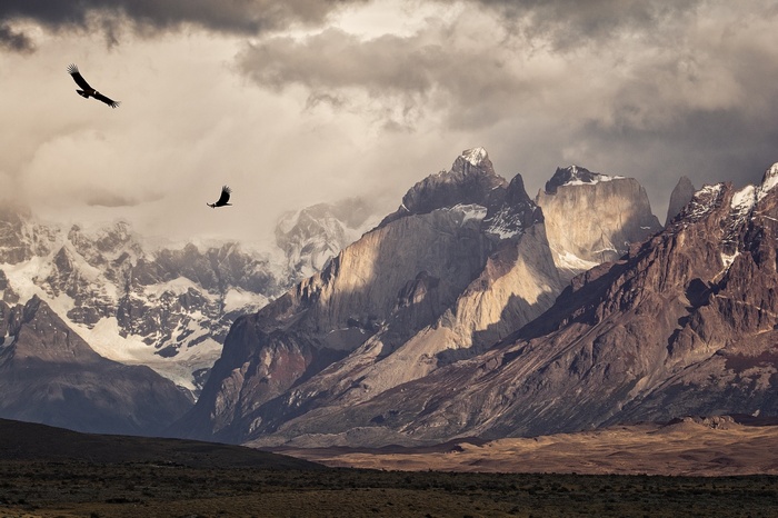 Condors flying over Torres del Paine mountains in Patagonia