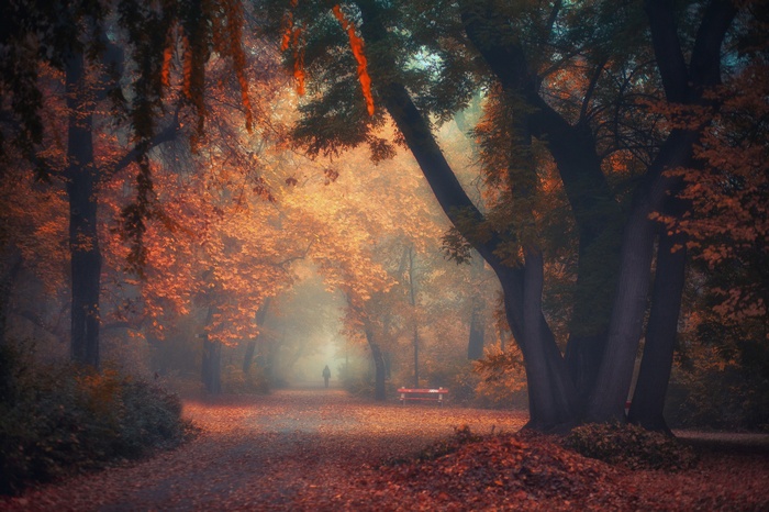 Autumn park path with mist and fallen leaves