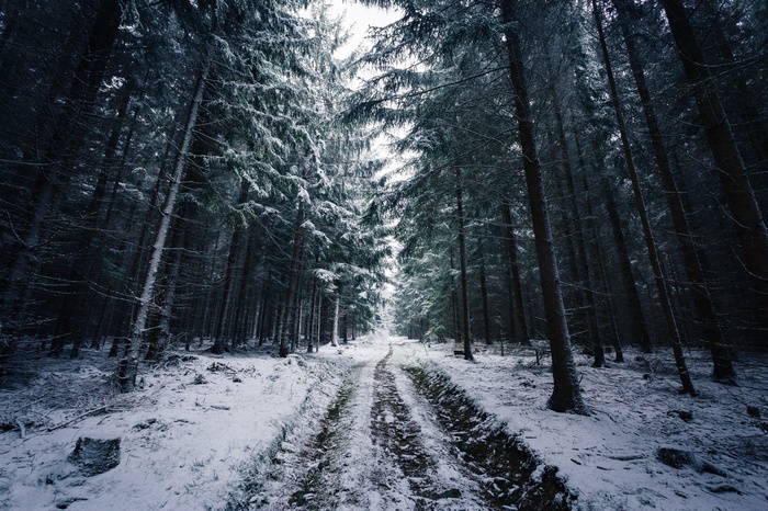 Snowy road through a dark winter forest in Norway