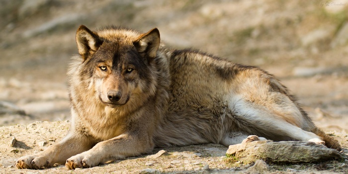 A wolf lying down on the ground