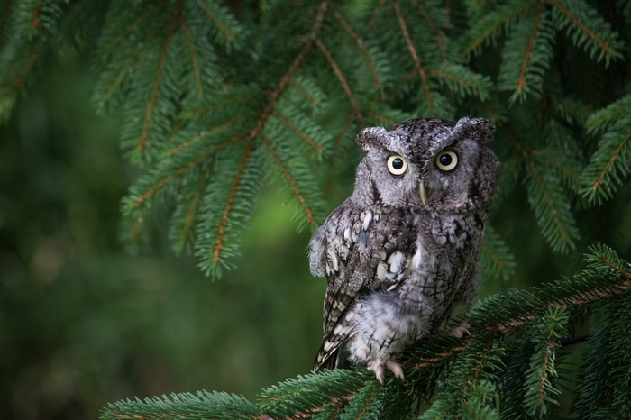 A gray screech owl perched on a pine tree branch