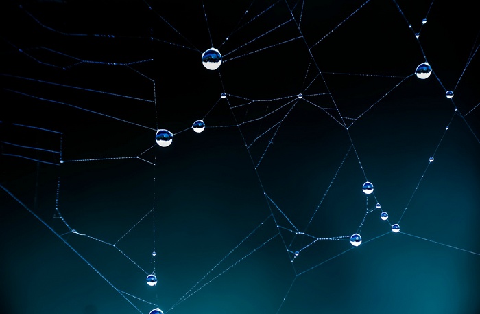 Macro shot of a spiderweb with water droplets
