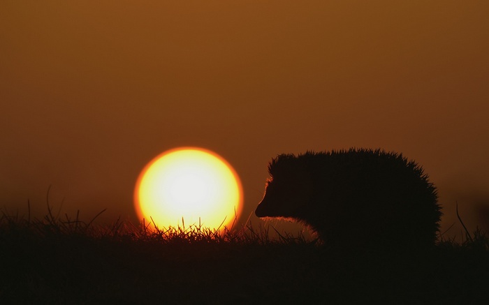 Silhouette of a hedgehog against the setting sun