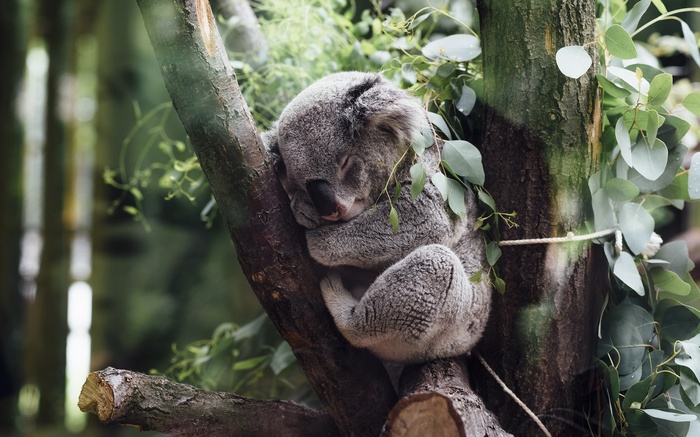Koala sleeping on a tree branch