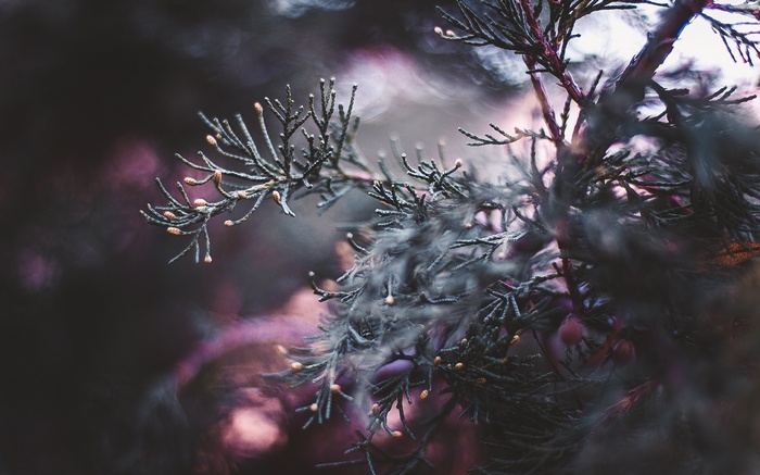 Close-up of a dark evergreen branch with small buds
