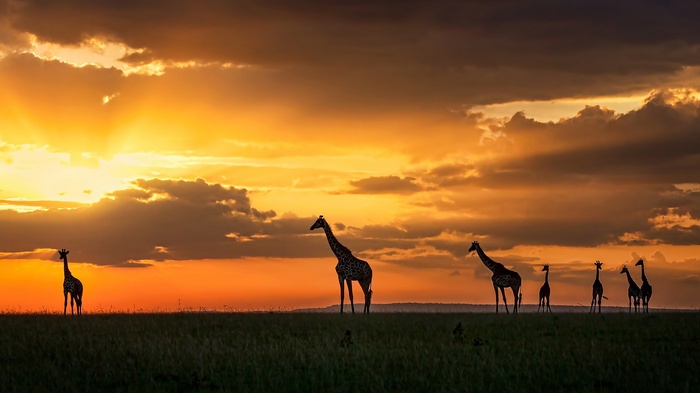 Giraffes silhouetted against a dramatic sunset sky